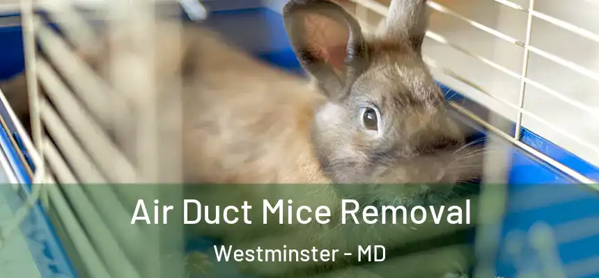 Air Duct Mice Removal Westminster - MD